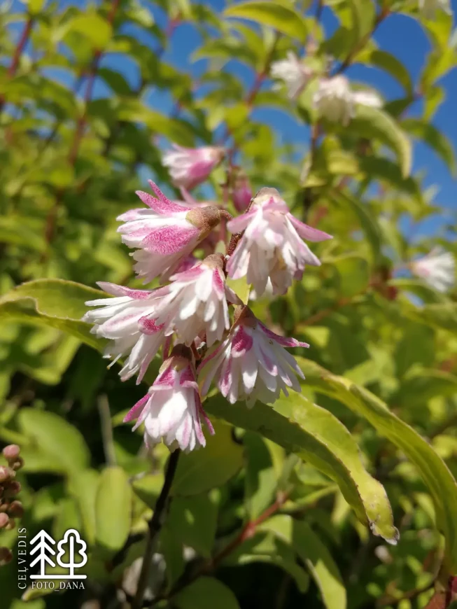 Deutzia scabra   'Pride of Rochester'